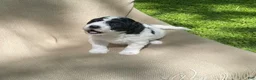 Mixed Breed dogs for sale: Strudel - Ad 3