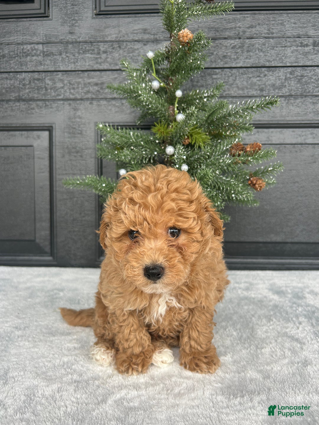 Bichpoo dogs for sale: Bingo - Ad 4