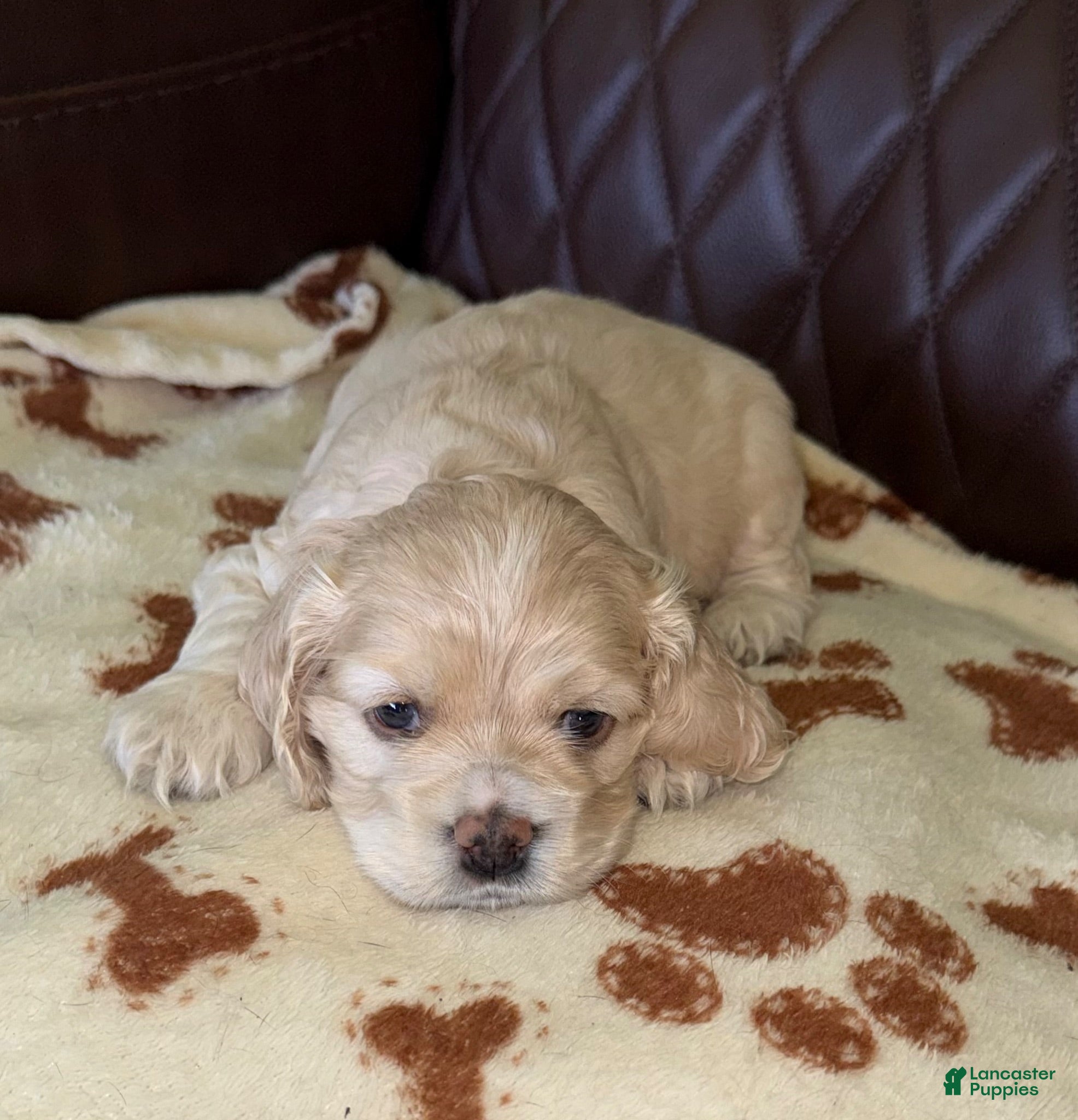 Cocker Spaniel dogs Cocker Spaniel 3- blonde - Ad 1