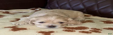Cocker Spaniel 3- blonde