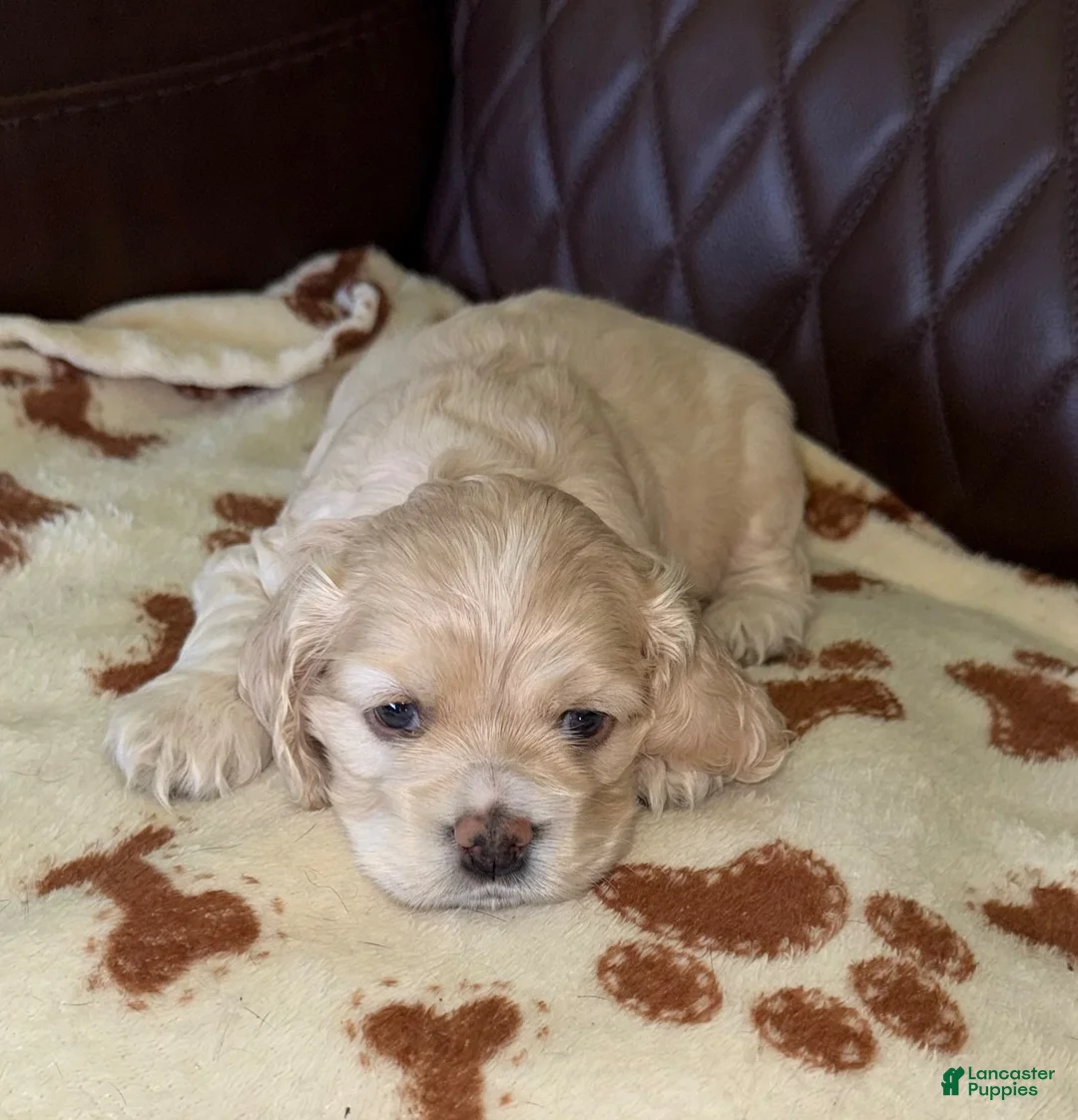Cocker Spaniel dogs for sale: Cocker Spaniel 3- blonde - Ad 1