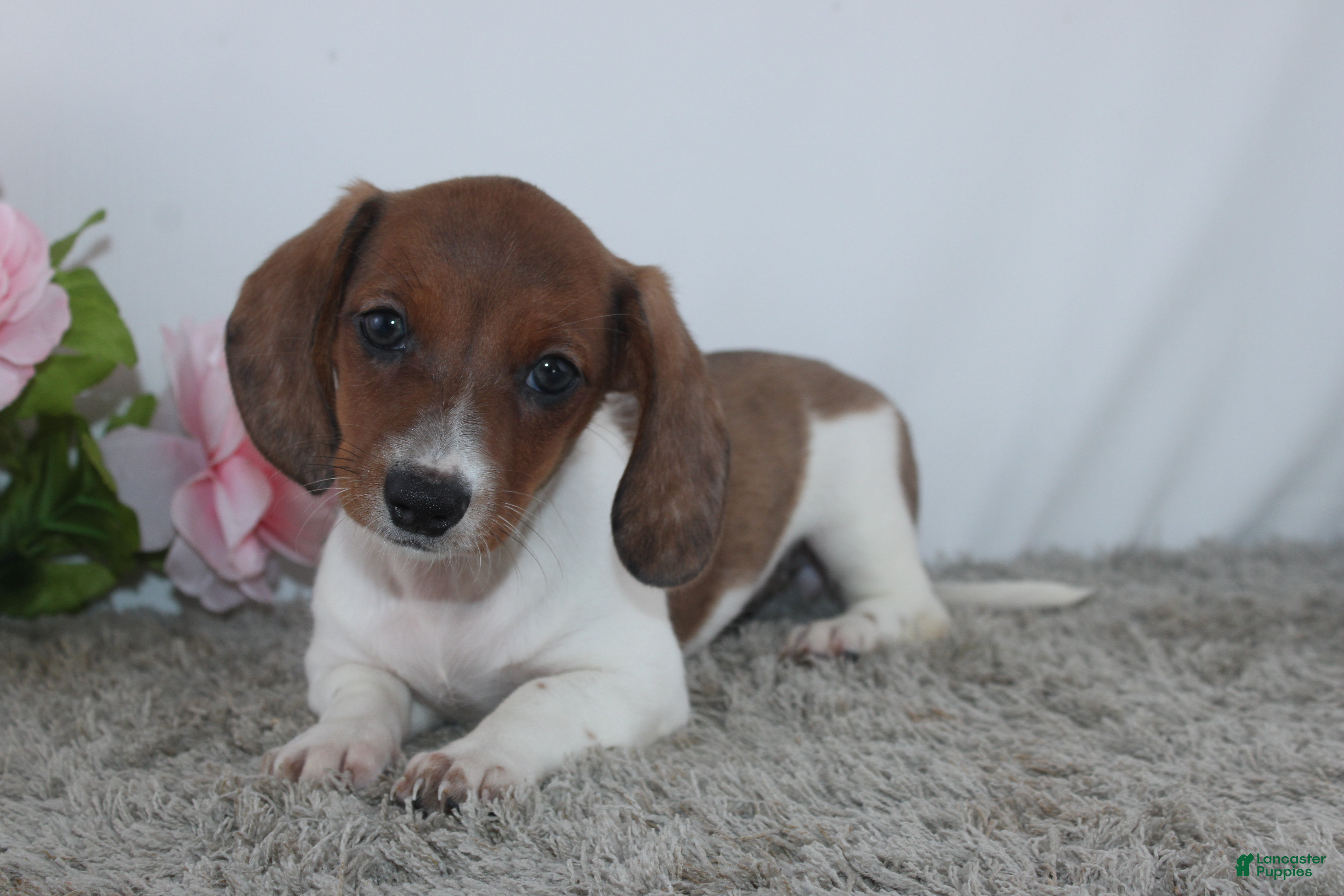 Miniature Dachshund dogs Jenna - Ad 1
