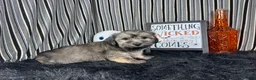 Havanese dogs for sale: Havanese 1 - Ad 6