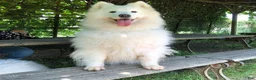 Samoyed dogs for sale: Ghost - Ad 5