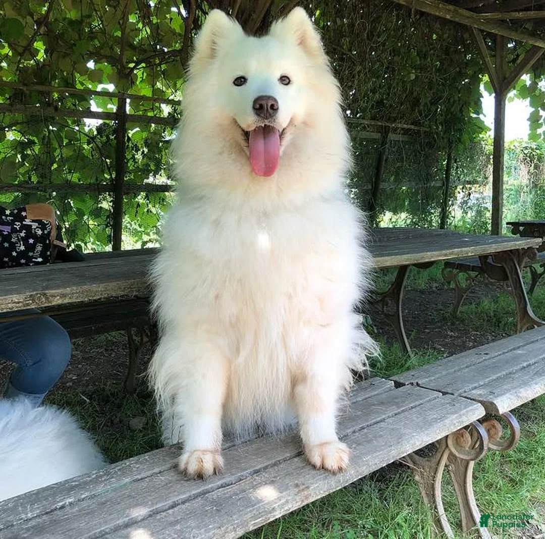 Samoyed dogs for sale: Missy - Ad 2