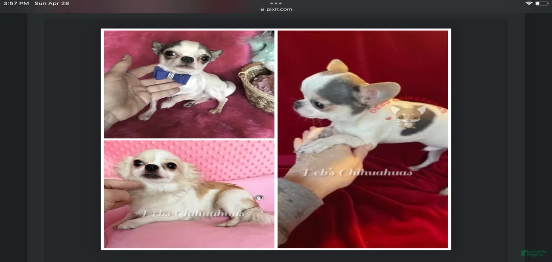 Gallery Image {{count}}