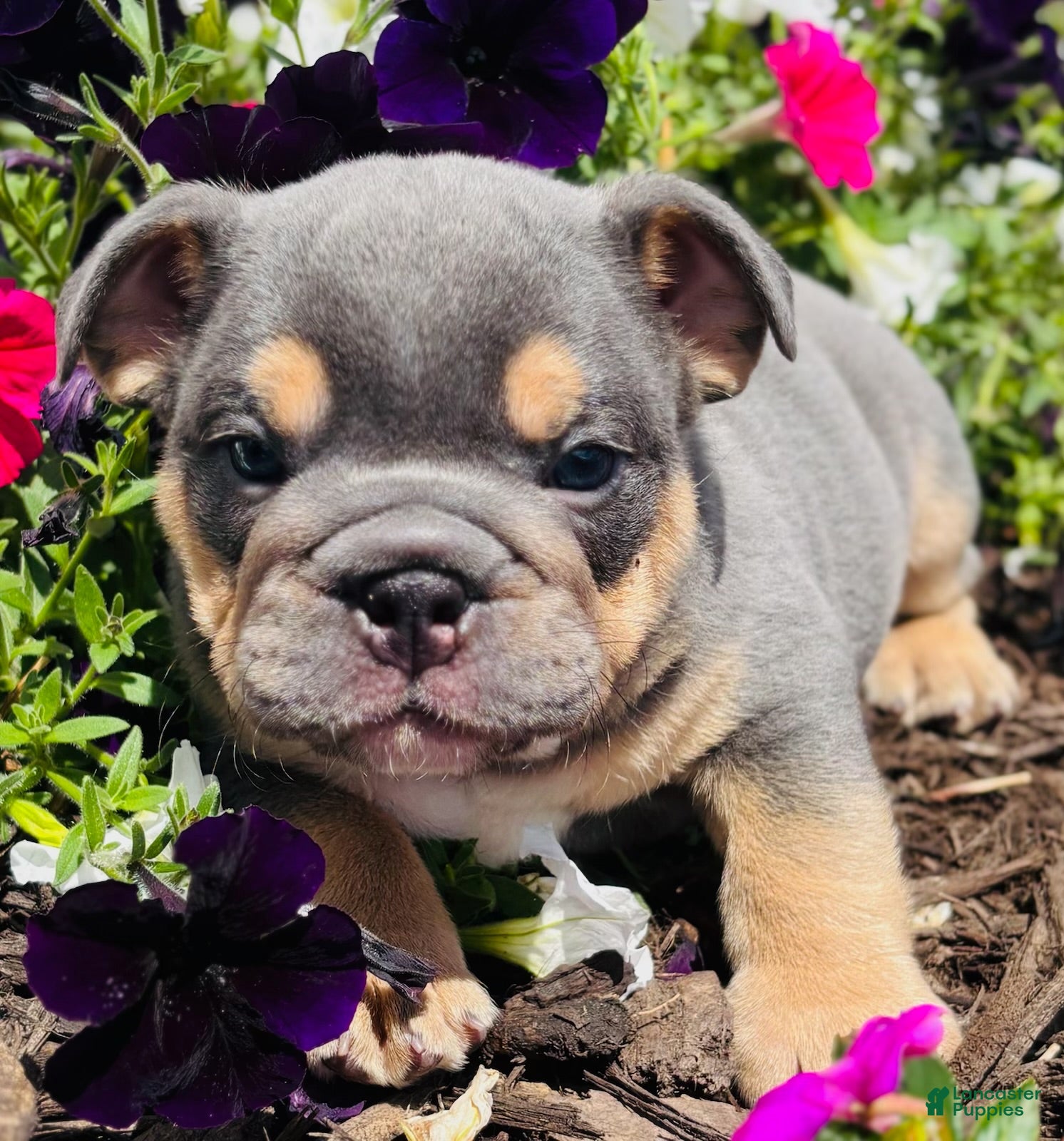 English Bulldog dogs Blue Boy  - Ad 2