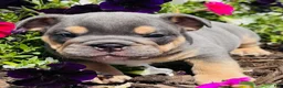 English Bulldog dogs for sale: Blue Boy  - Ad 2