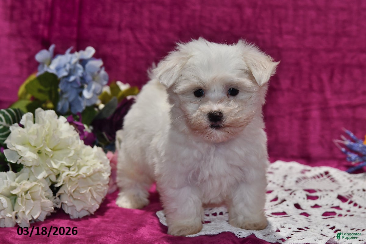 Maltese dogs Leo - Ad 2
