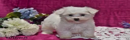 Maltese dogs for sale: Leo - Ad 2