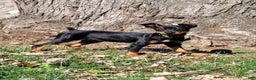 Miniature Pinscher dogs for sale: Miniature Pinscher Puppy 3 - Ad 4