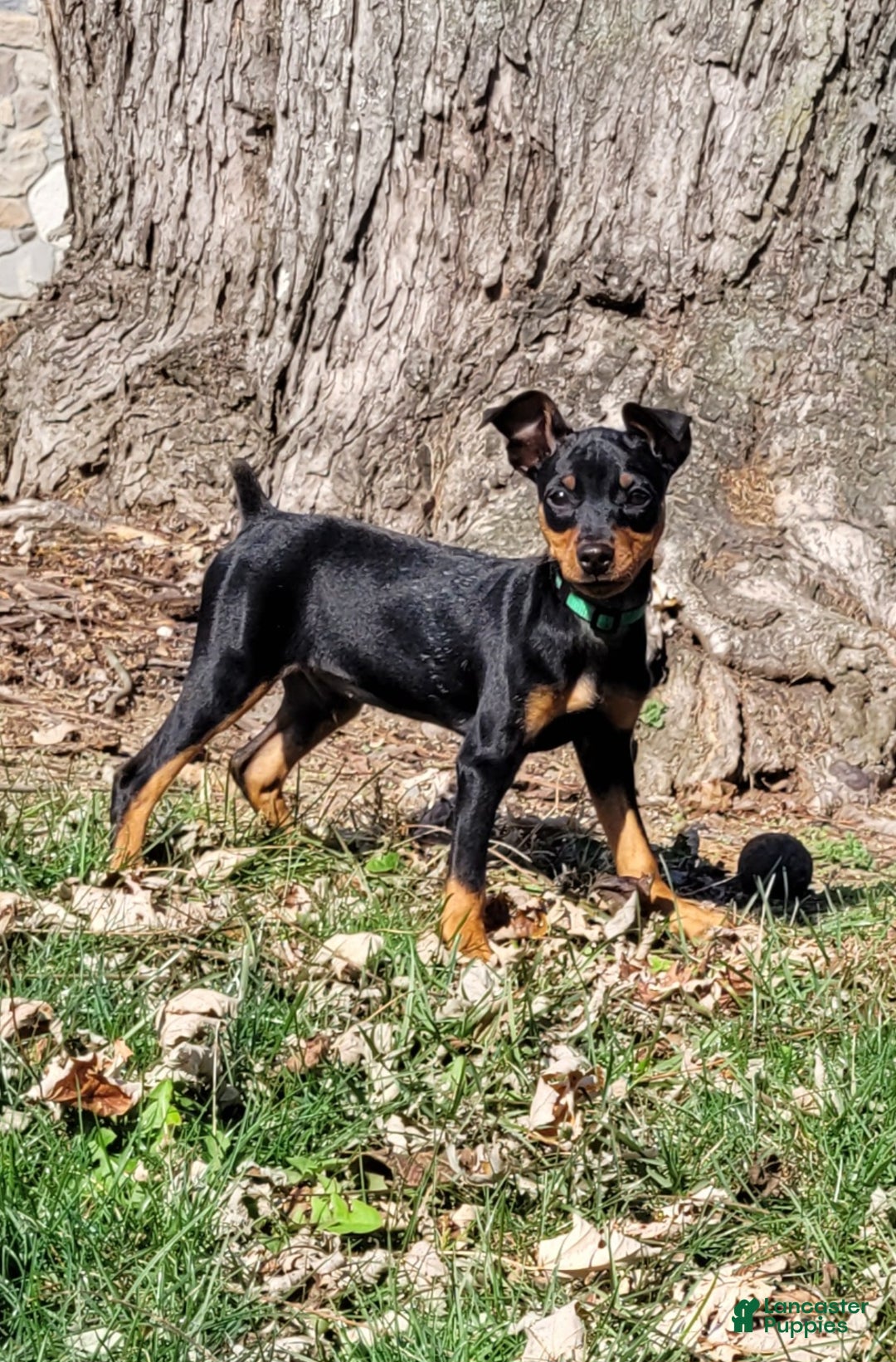 Miniature Pinscher dogs for sale: Miniature Pinscher Puppy 3 - Ad 4