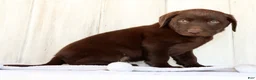 Labrador Retriever dogs for sale: Renny - Ad 5