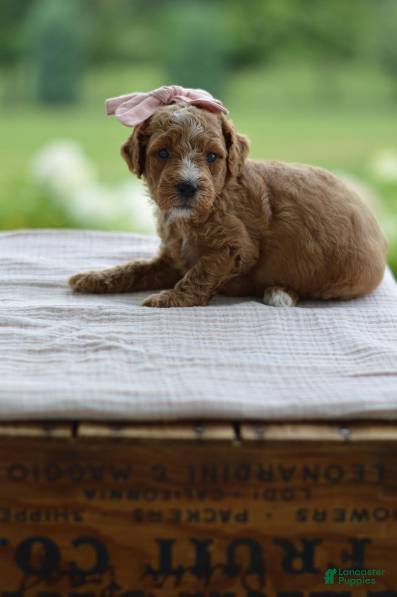 Mini Goldendoodle dogs January - Ad 2