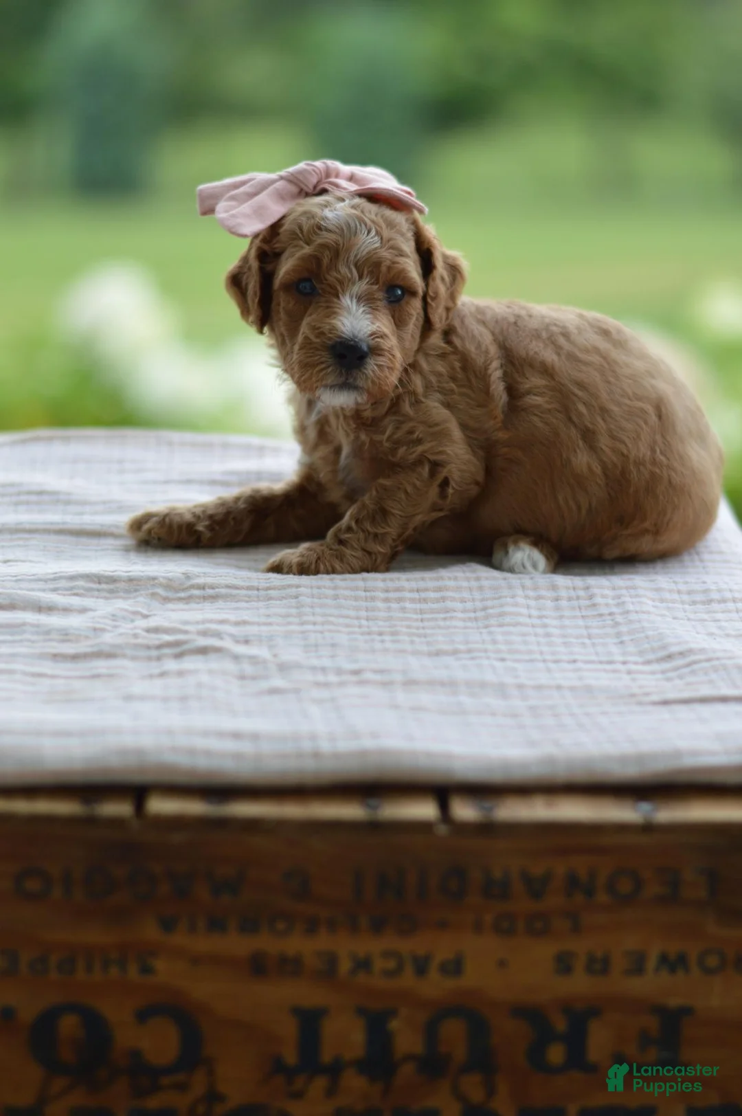 Mini Goldendoodle dogs for sale: January - Ad 2