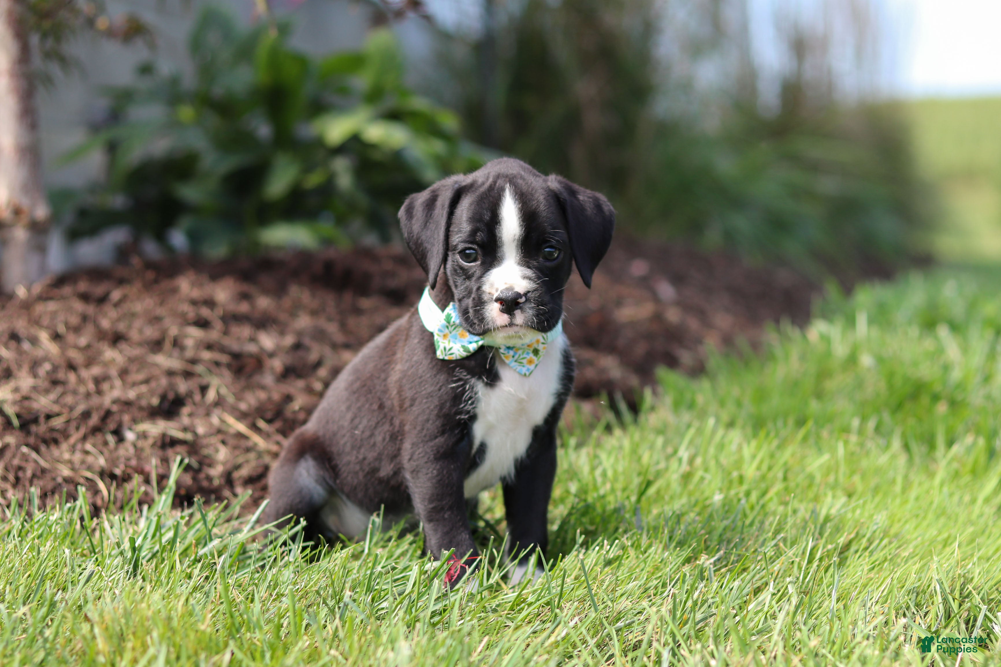 Boxer dogs Lance - Ad 1