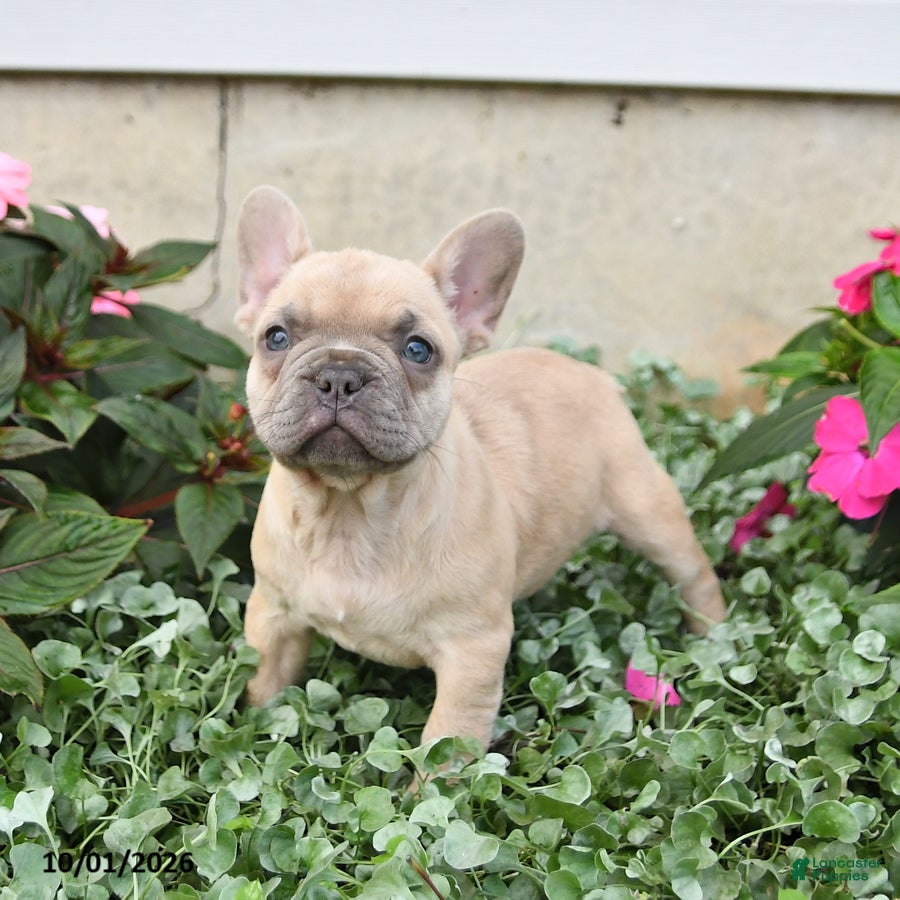 French Bulldog dogs Fiona - Ad 2
