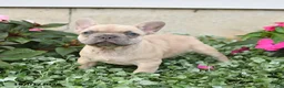French Bulldog dogs for sale: Fiona - Ad 2