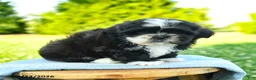 Shih Tzu dogs for sale: Stella - Ad 5