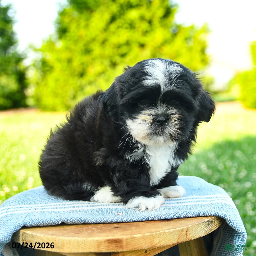 Shih Tzu dogs for sale: Stella - Ad 5