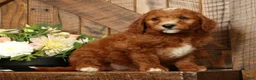 Mini Goldendoodle dogs for sale: Champ - Ad 6