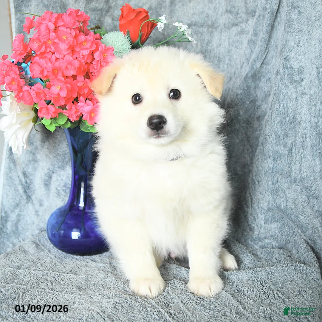 American Eskimo dogs for sale: Edward - Ad 3