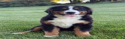 Bernese Mountain Dog dogs for sale: Ollie  - Ad 4