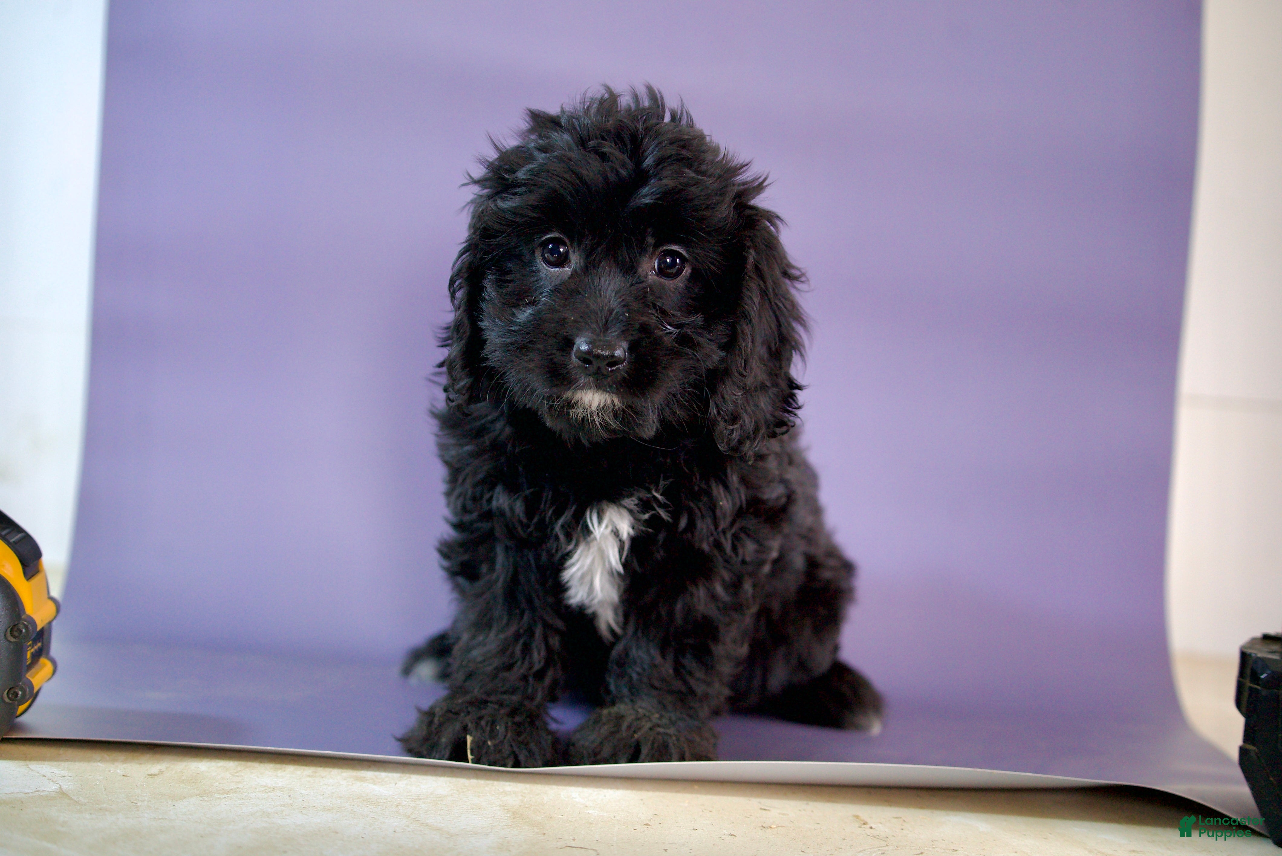 Cavapoo dogs Flower  - Ad 1