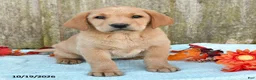 Labrador Retriever dogs for sale: Tucker - Ad 3