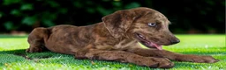 Catahoula Leopard Dog dogs for sale: Tigger 2026 Female 3 - Ad 19