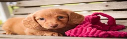 Miniature Dachshund dogs for sale: Bambi - Ad 1