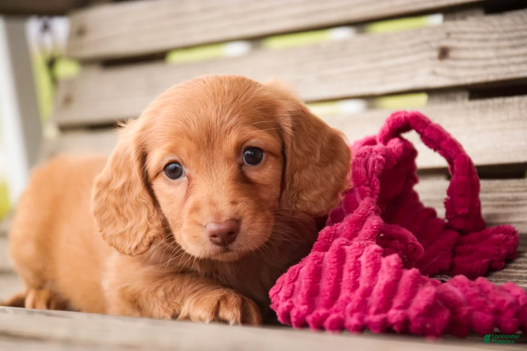 Miniature Dachshund dogs for sale: Bambi - Ad 1