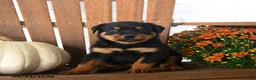 Rottweiler dogs for sale: Parker  - Ad 4