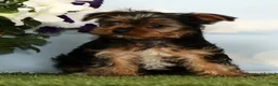 Yorkshire Terrier dogs for sale: Kohan - Ad 4