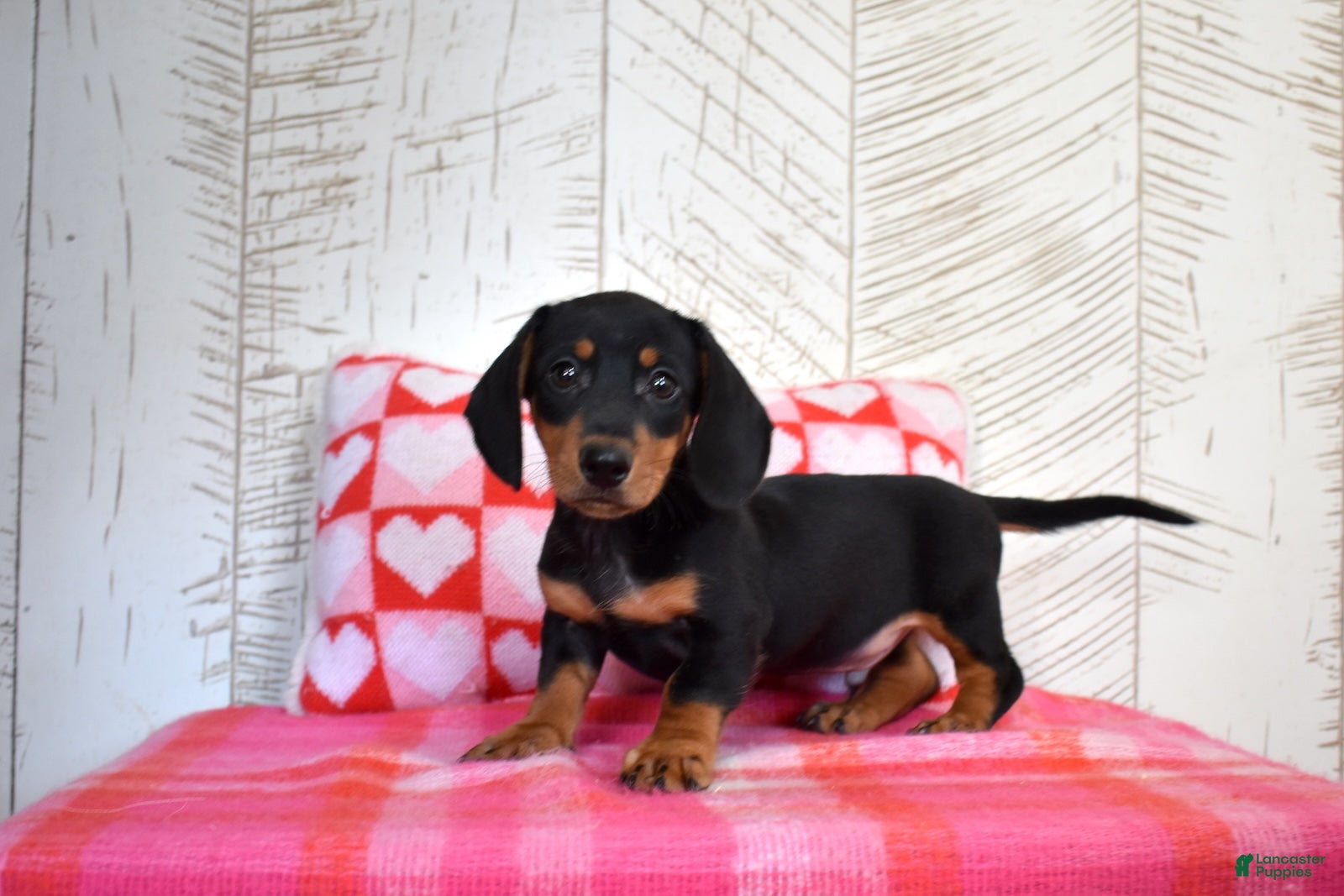 Miniature Dachshund dogs Lucky - Ad 1