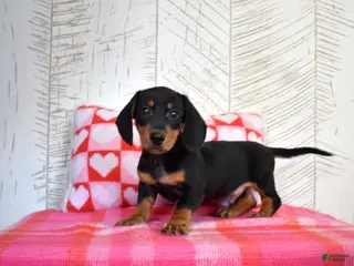 Miniature Dachshund dogs Lucky - Ad 1