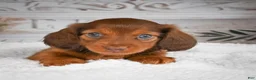 Miniature Dachshund dogs for sale: AKC-Drake - Ad 8