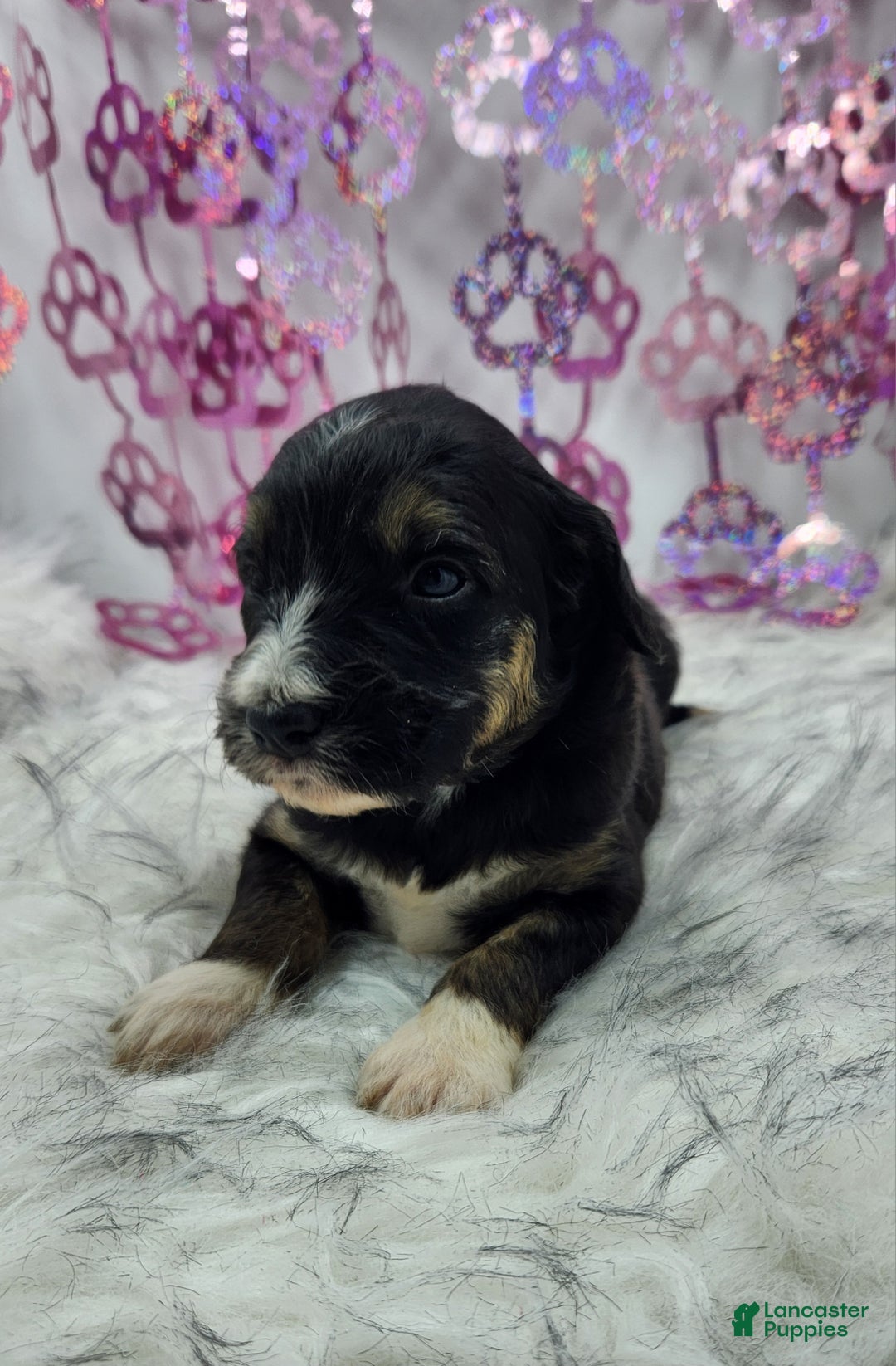 Mini Aussiedoodle dogs for sale: Mini Aussiedoodle Puppy 2 - Ad 2