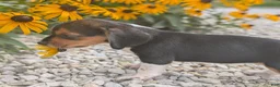 Beagle dogs for sale: Muffin - Ad 4