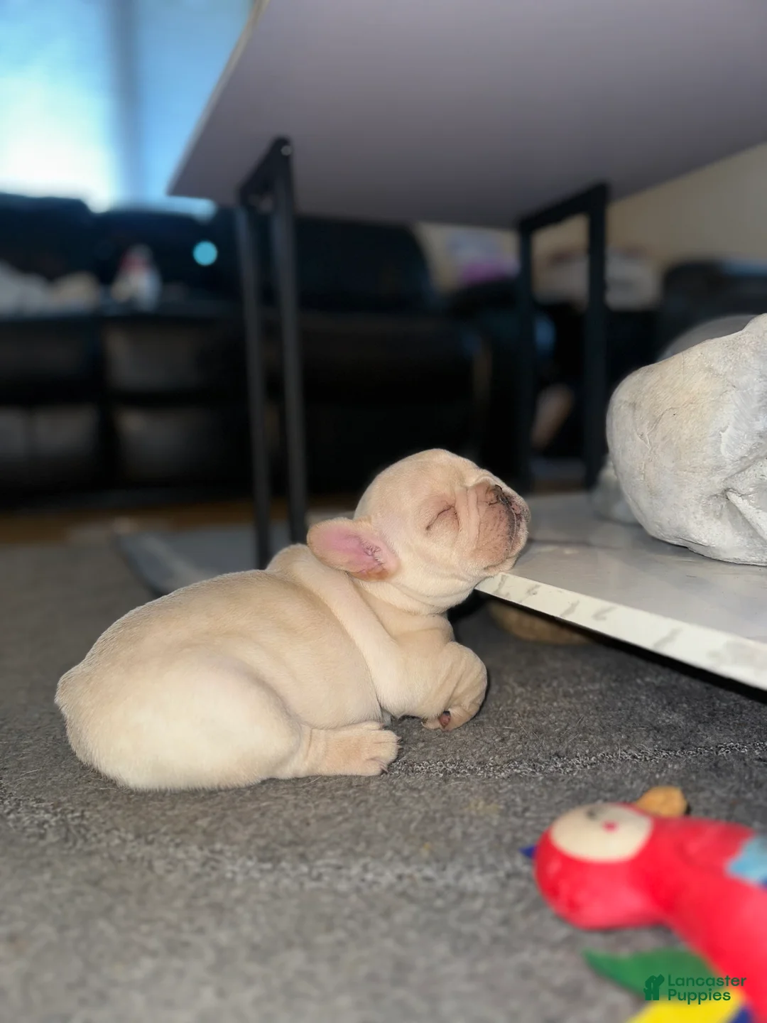 French Bulldog dogs for sale: French Bulldog Puppy 2 - Ad 2