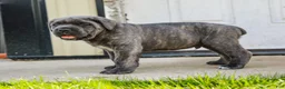 Cane Corso dogs for sale: Maximus (Champion Bloodline) - Ad 7
