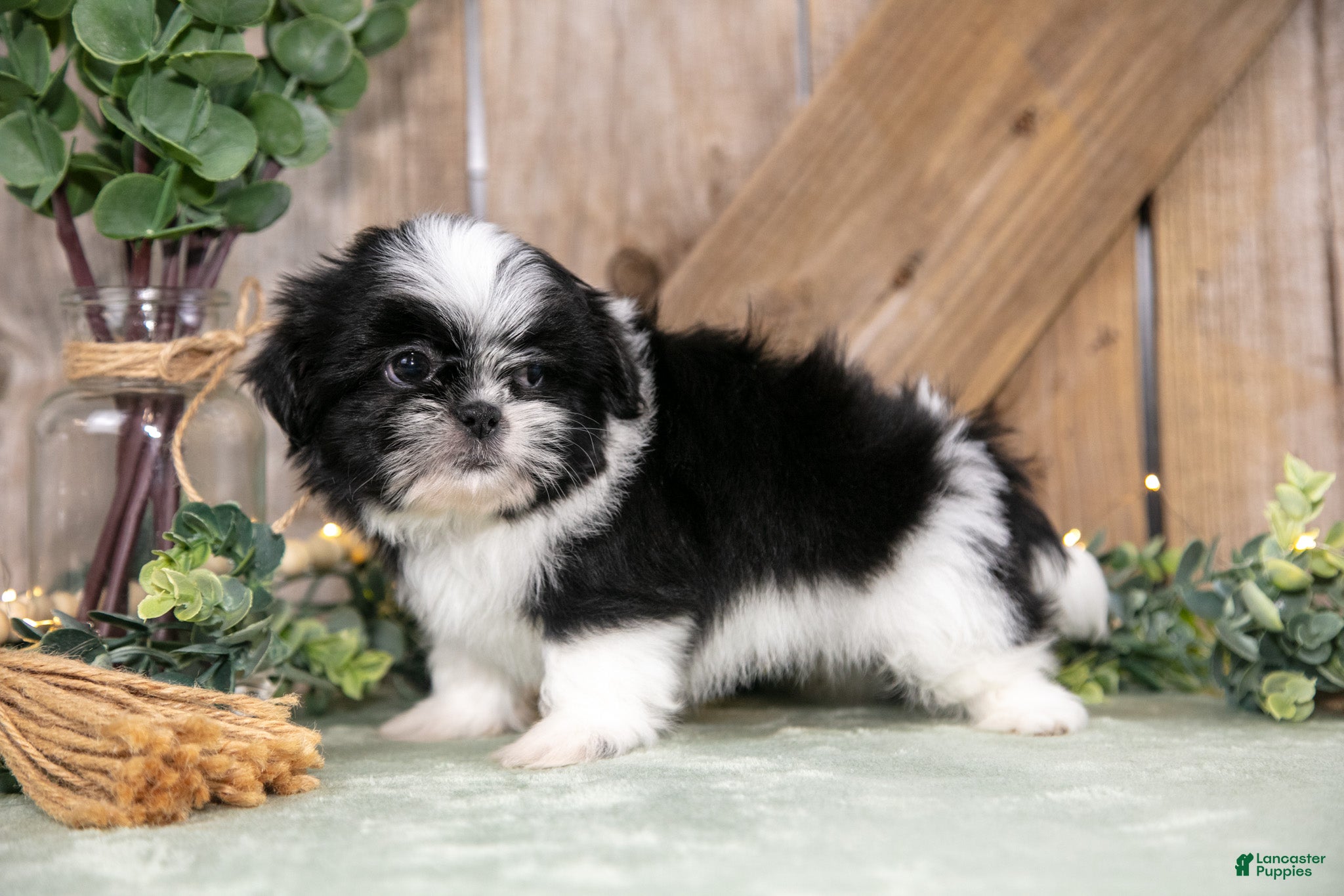Shih Tzu dogs Beamer - Ad 2