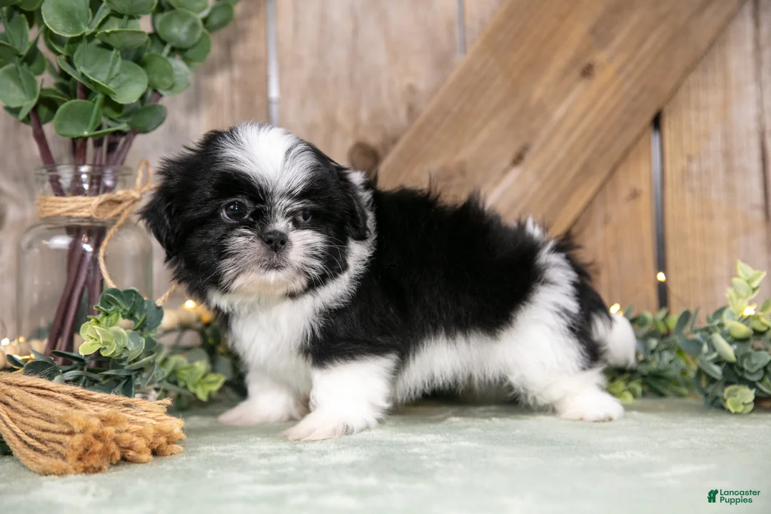 Shih Tzu dogs for sale: Beamer - Ad 2