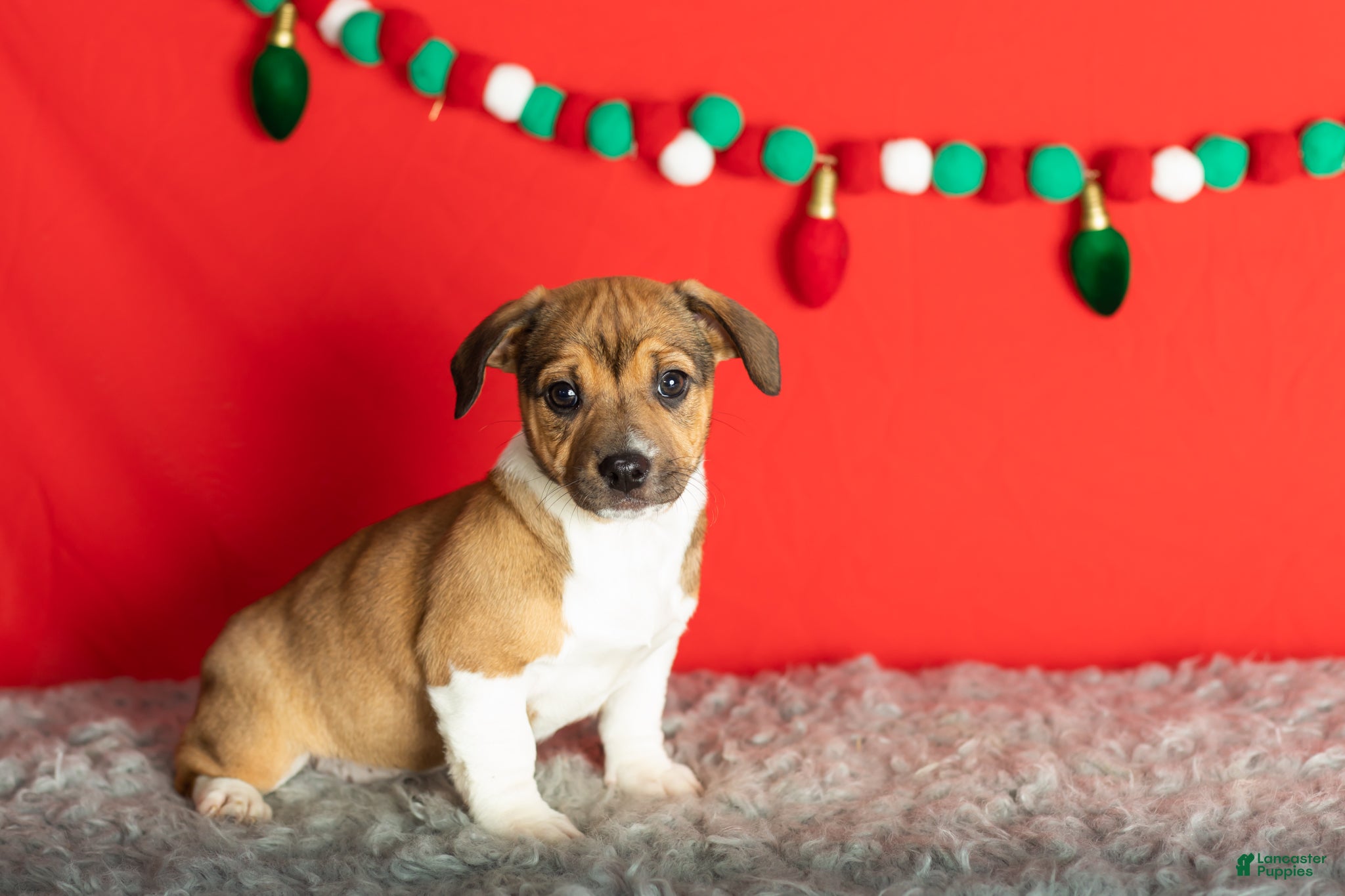 Mixed Breed dogs Gracie - Ad 20