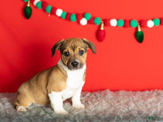 Mixed Breed dogs Gracie - Ad 1