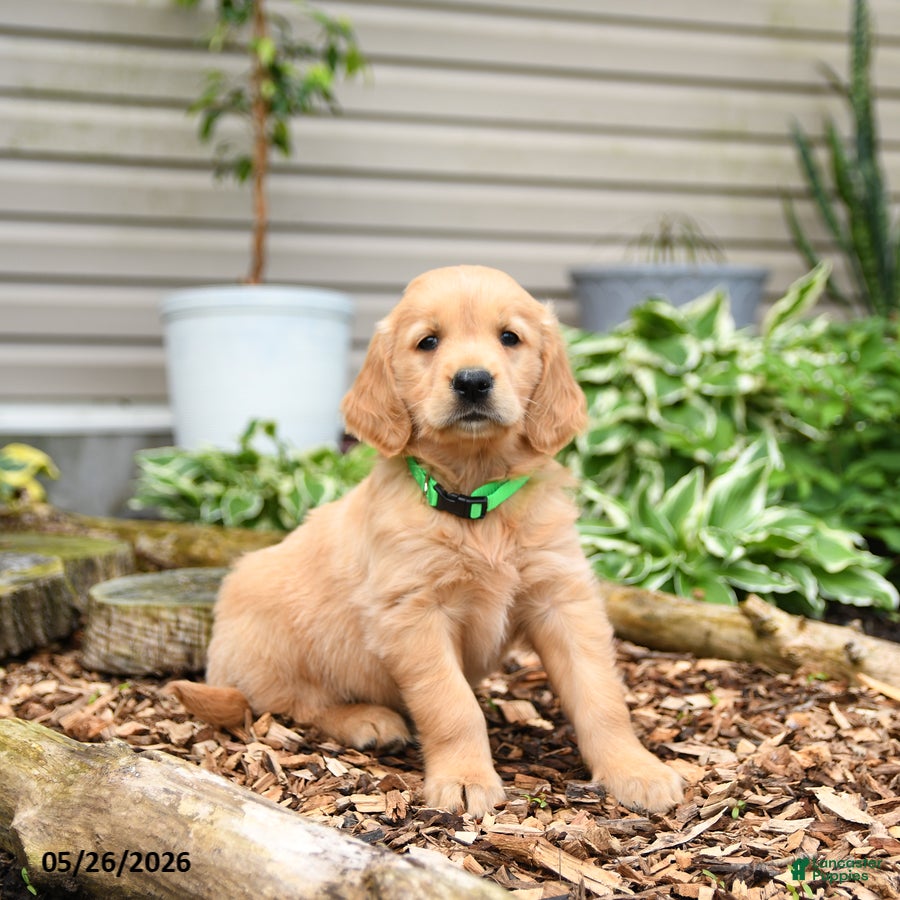 Golden Retriever dogs Gumpy - Ad 2