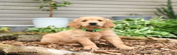 Golden Retriever dogs for sale: Gumpy - Ad 2