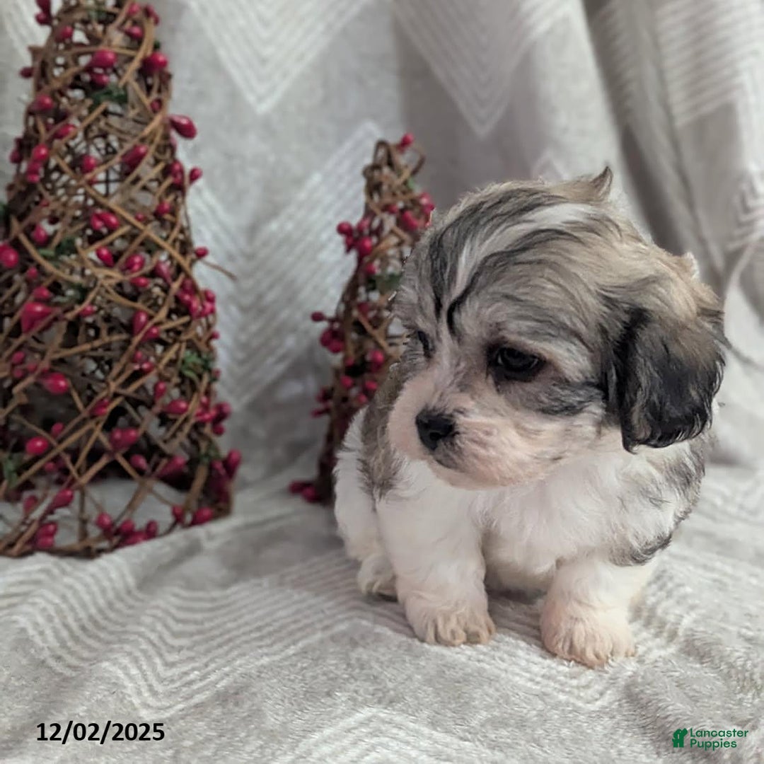 Teddy Bear dogs for sale: Iesha - Ad 4