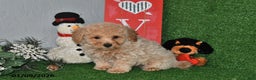 Bichpoo dogs for sale: Sparky - Ad 1
