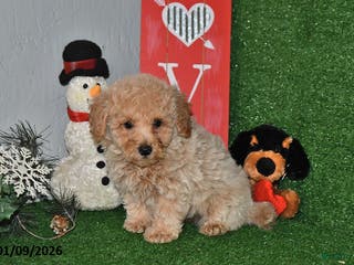 Bichpoo dogs Sparky - Ad 37